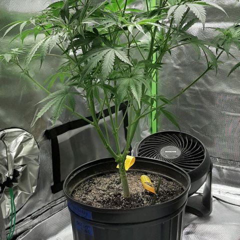 SB1-00 growlog timeline photo