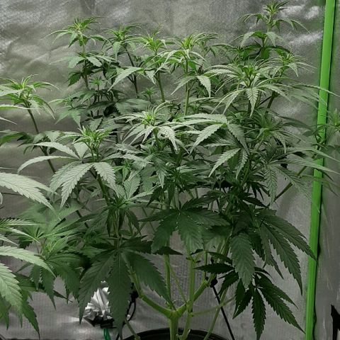 HP-00 growlog photo: After 12hrs light