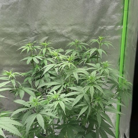 HP-00 growlog photo: After 12hrs light