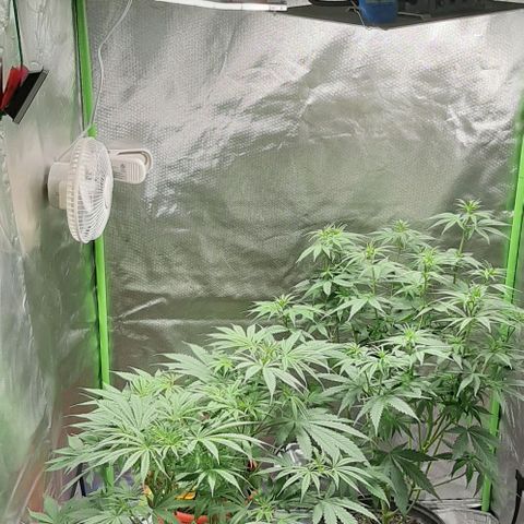 HP-00 growlog timeline photo