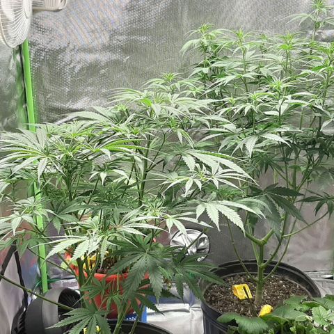 HP-00 growlog timeline photo