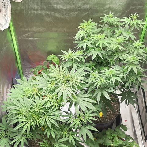 HP-00 growlog timeline photo