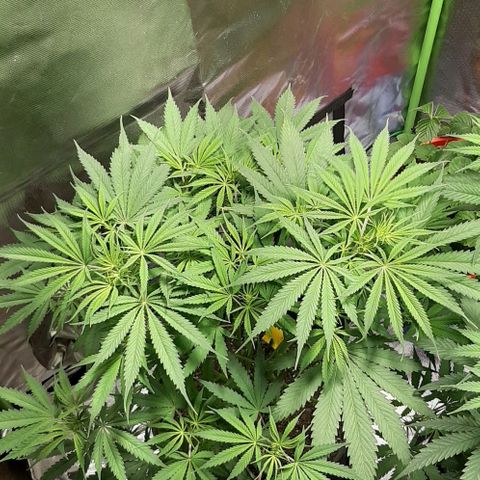SB1-00 growlog timeline photo