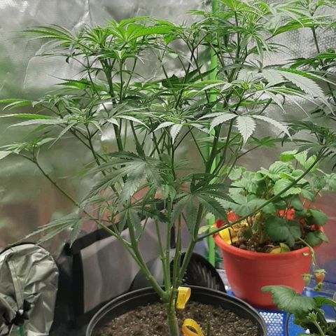 SB1-00 growlog timeline photo