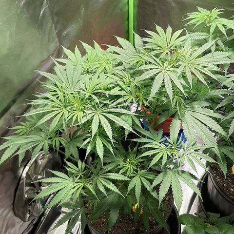 SB1-00 growlog timeline photo