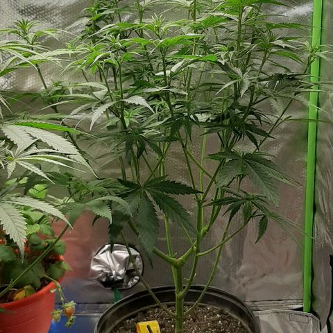 HP-00 growlog timeline photo