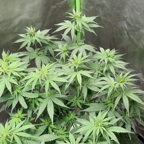 HP-00 growlog timeline photo