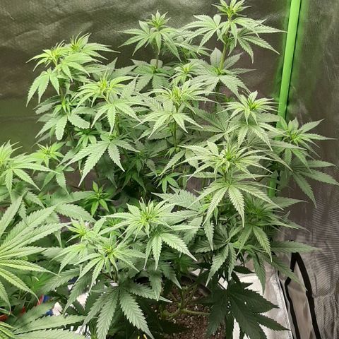 HP-00 growlog timeline photo