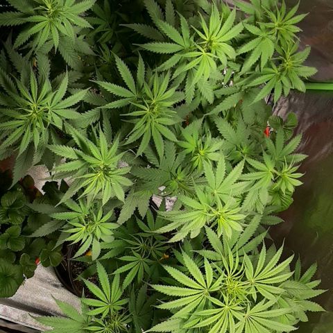 HP-00 growlog timeline photo
