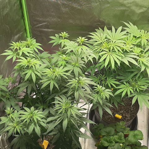 HP-00 growlog timeline photo