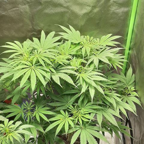 SB1-00 growlog timeline photo