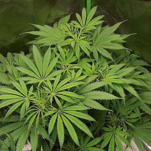 SB1-00 growlog timeline photo