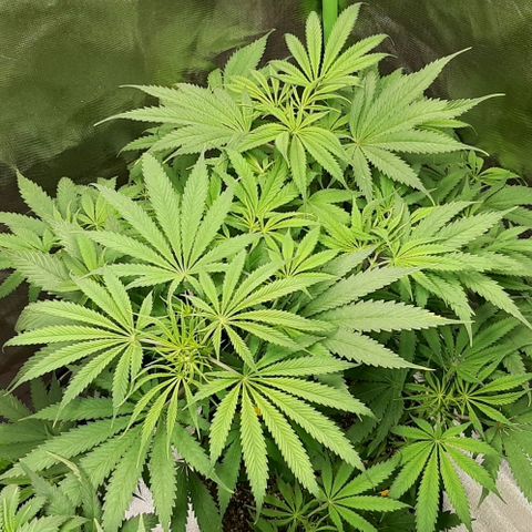 SB1-00 growlog timeline photo