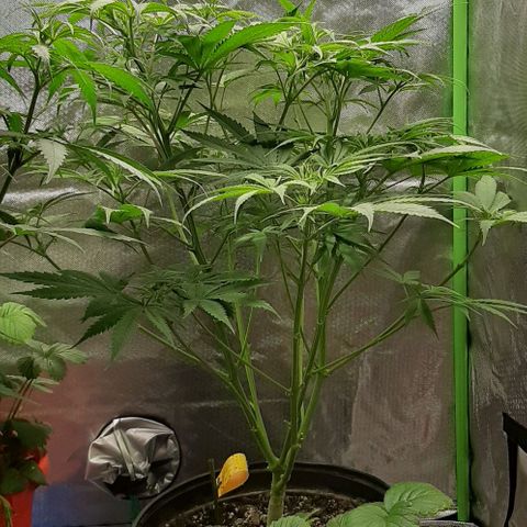 SB1-00 growlog timeline photo