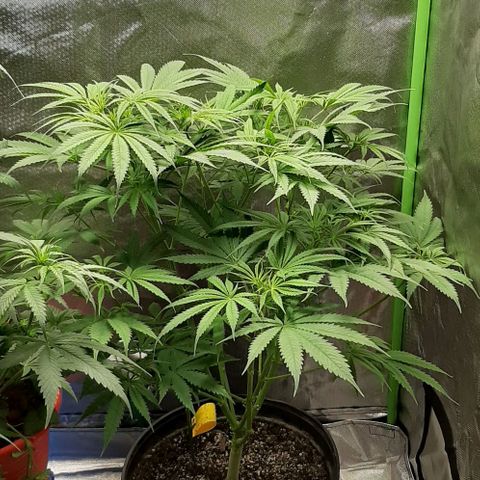 SB1-00 growlog timeline photo