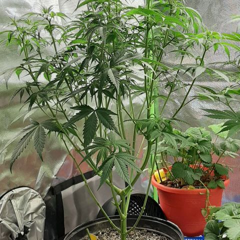 HP-00 growlog timeline photo