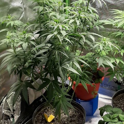 HP-00 growlog timeline photo