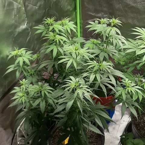 HP-00 growlog timeline photo