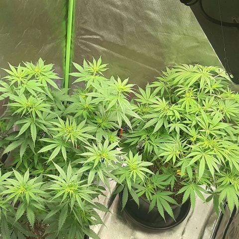 HP-00 growlog timeline photo