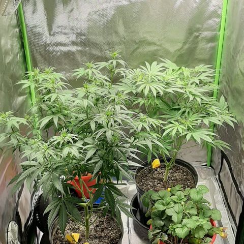 HP-00 growlog timeline photo