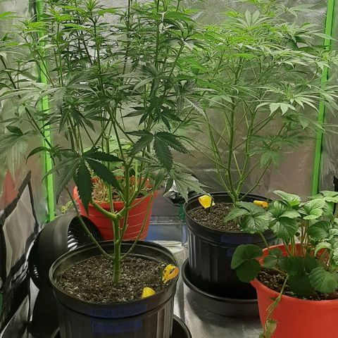 HP-00 growlog timeline photo
