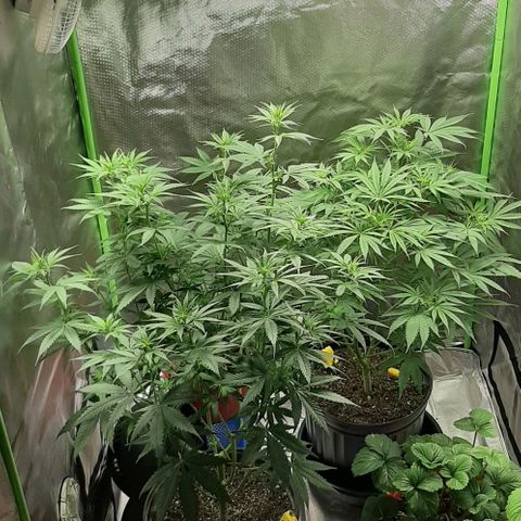HP-00 growlog timeline photo