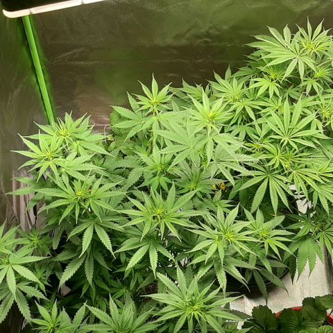 HP-00 growlog timeline photo