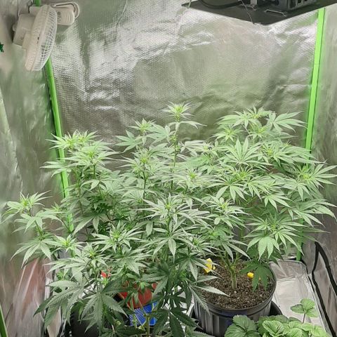 HP-00 growlog timeline photo