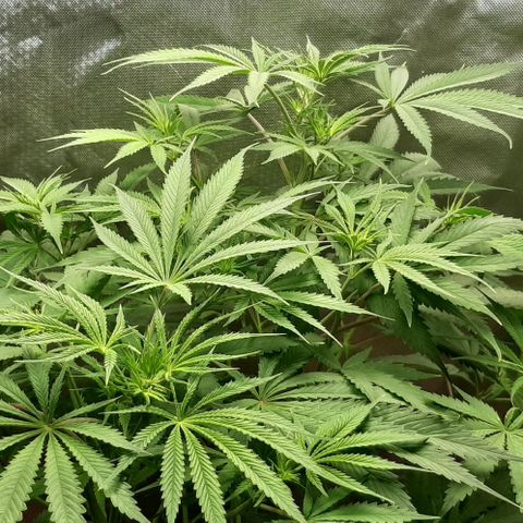 SB1-00 growlog timeline photo