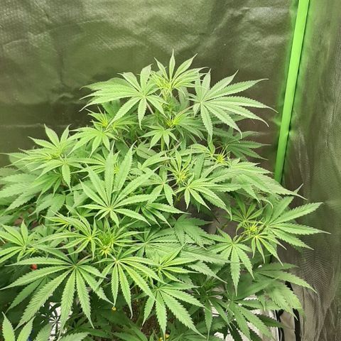 SB1-00 growlog timeline photo