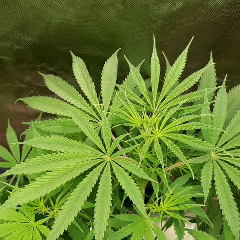 SB1-00 growlog timeline photo