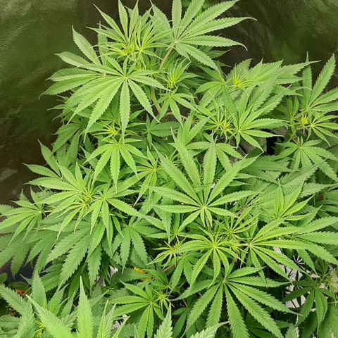 SB1-00 growlog timeline photo