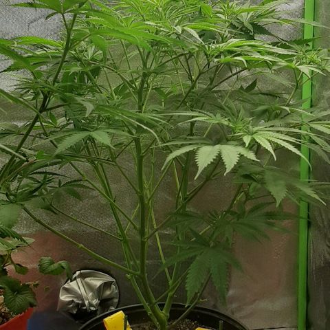 SB1-00 growlog timeline photo
