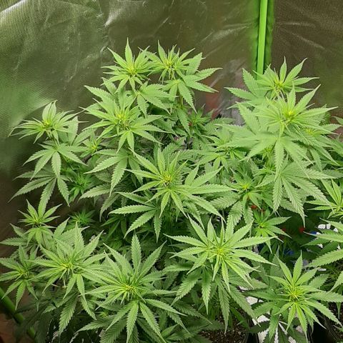 HP-00 growlog timeline photo