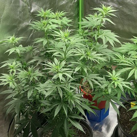 HP-00 growlog timeline photo