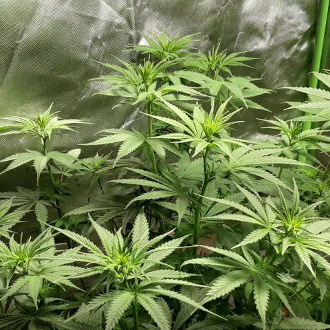 HP-00 growlog timeline photo
