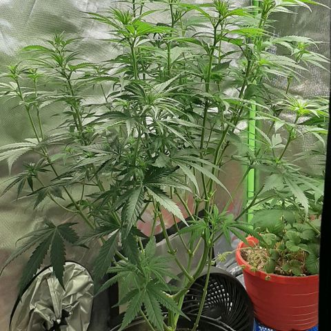 HP-00 growlog timeline photo