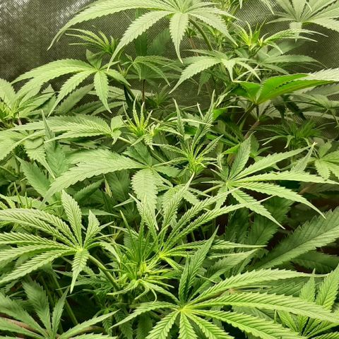 SB1-00 growlog timeline photo