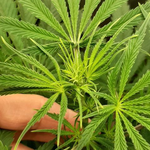 SB1-00 growlog timeline photo