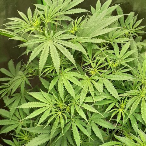 SB1-00 growlog timeline photo