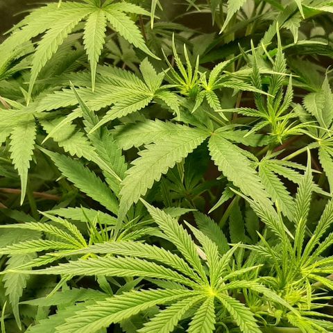 SB1-00 growlog timeline photo