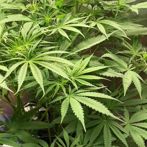 SB1-00 growlog timeline photo