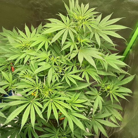 SB1-00 growlog timeline photo