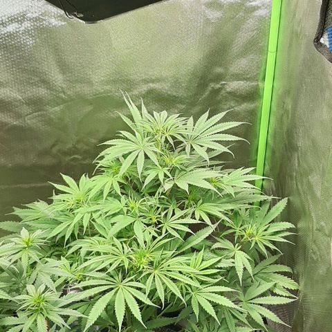 SB1-00 growlog timeline photo