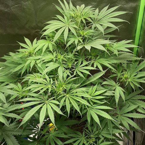 SB1-00 growlog timeline photo