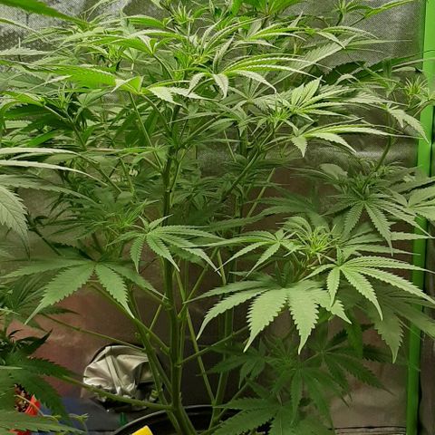SB1-00 growlog timeline photo