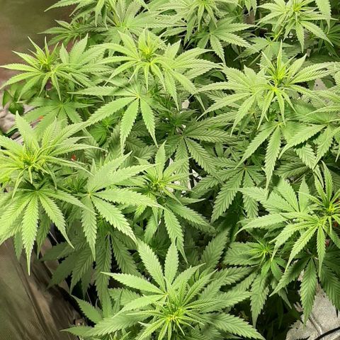 HP-00 growlog timeline photo