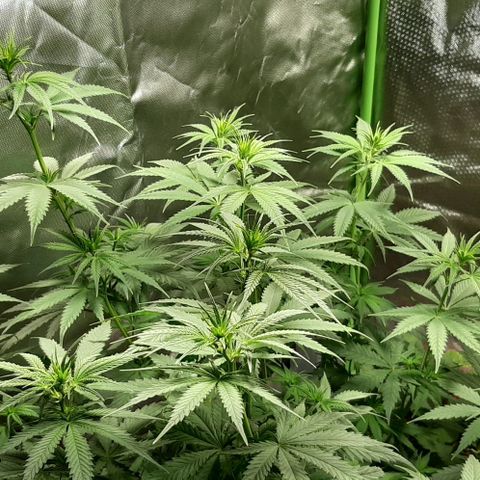 HP-00 growlog timeline photo