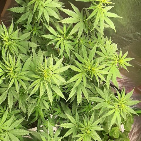 HP-00 growlog timeline photo