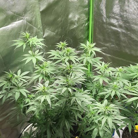 HP-00 growlog timeline photo